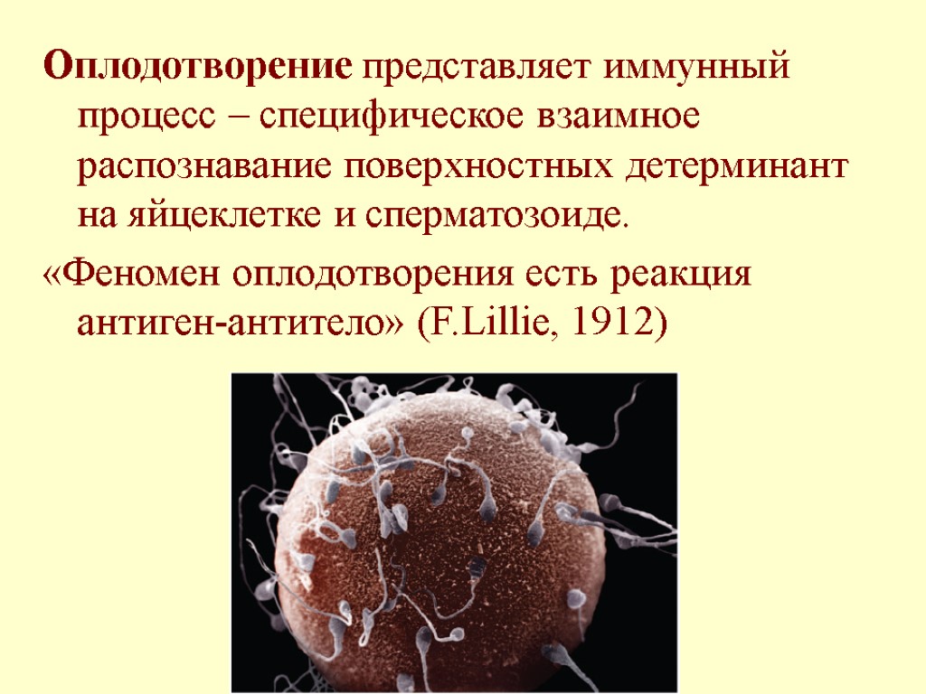 Оплодотворение представляет иммунный процесс – специфическое взаимное распознавание поверхностных детерминант на яйцеклетке и сперматозоиде.